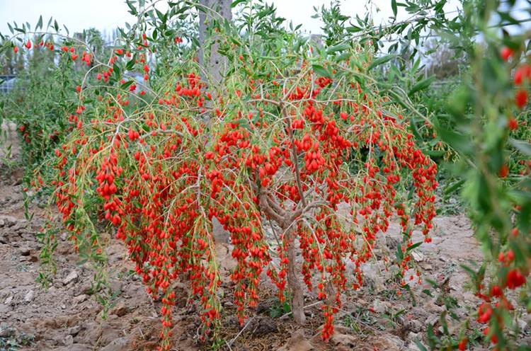 [紅枸杞苗批發] 黑枸杞苗紅枸杞樹苗南方北方種植庭院盆地栽枸杞樹苗