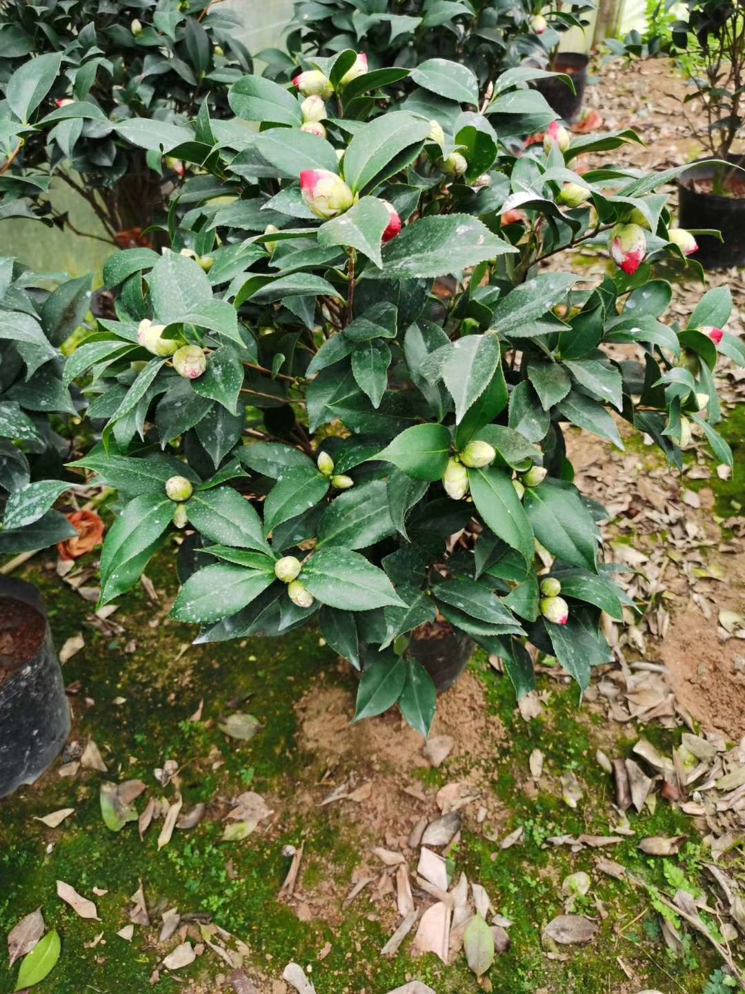 茶花树  茶花基地批发 五色赤丹 香茶花 赤丹多种品种茶花带花苞茶花