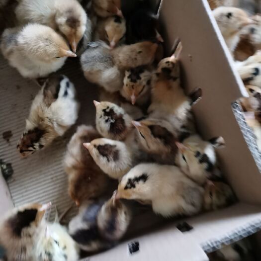 成都 养殖想挣钱，鸡苗是关键！