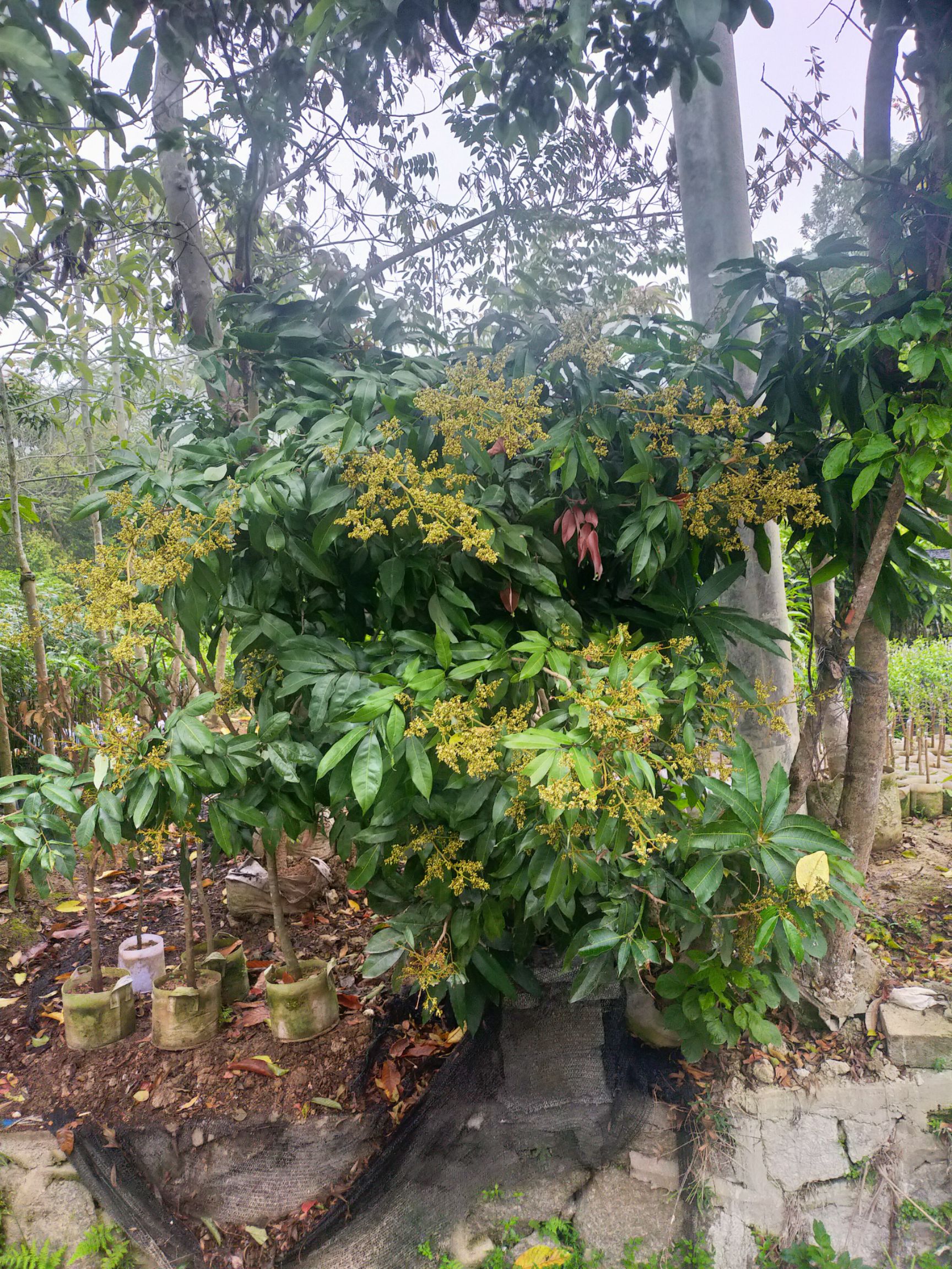 桂味荔枝苗 茘枝苗