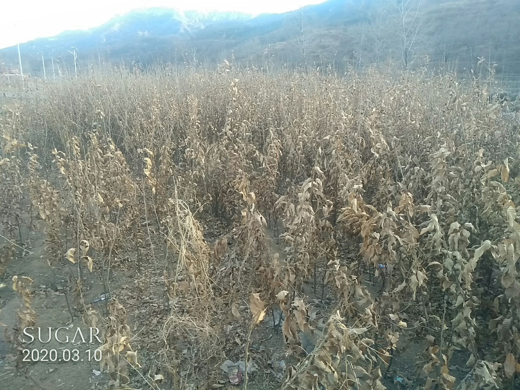 有机板栗 二年实生苗1米到_2米