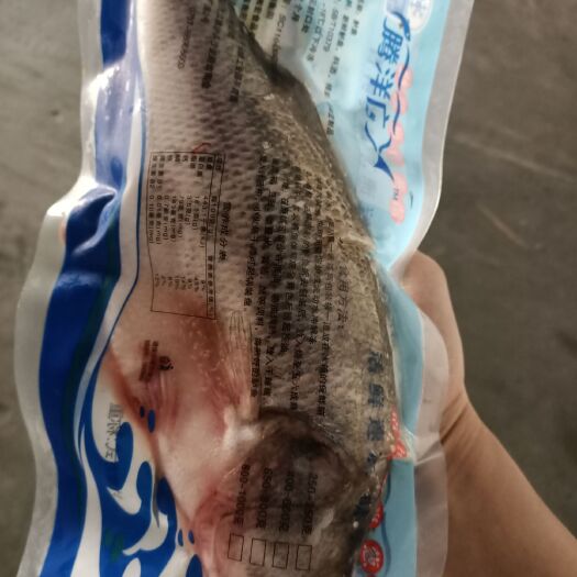 佛山加州鲈鱼  鲈鱼