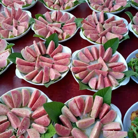化州市 红心芭乐番石榴