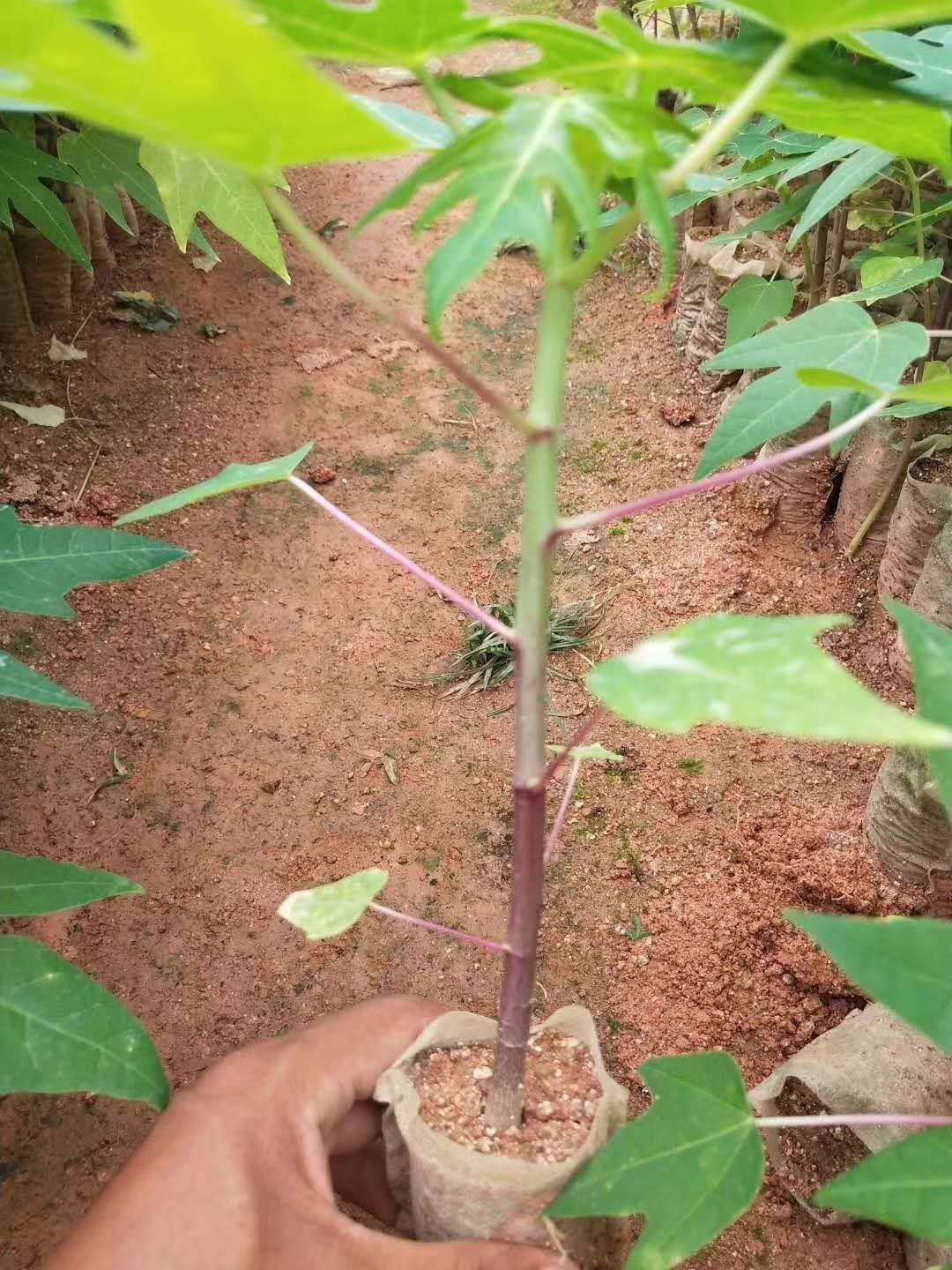 黄金瓜苗 秦国黄金水果木苗