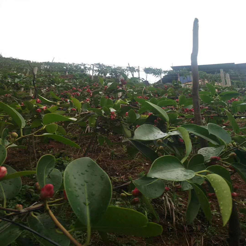 優(yōu)質(zhì)布福娜黑老虎果苗、爬藤植物可帶土帶葉發(fā)貨