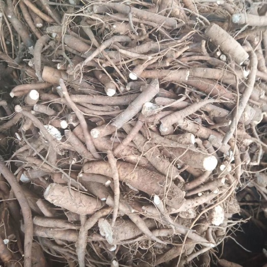 中江县白芍 中江花千谷