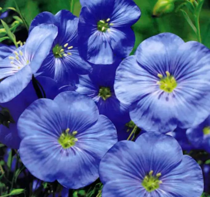 宿迁蓝花亚麻种子 蓝花亚麻种苗优质品种有一年生的有多年生的植物品种