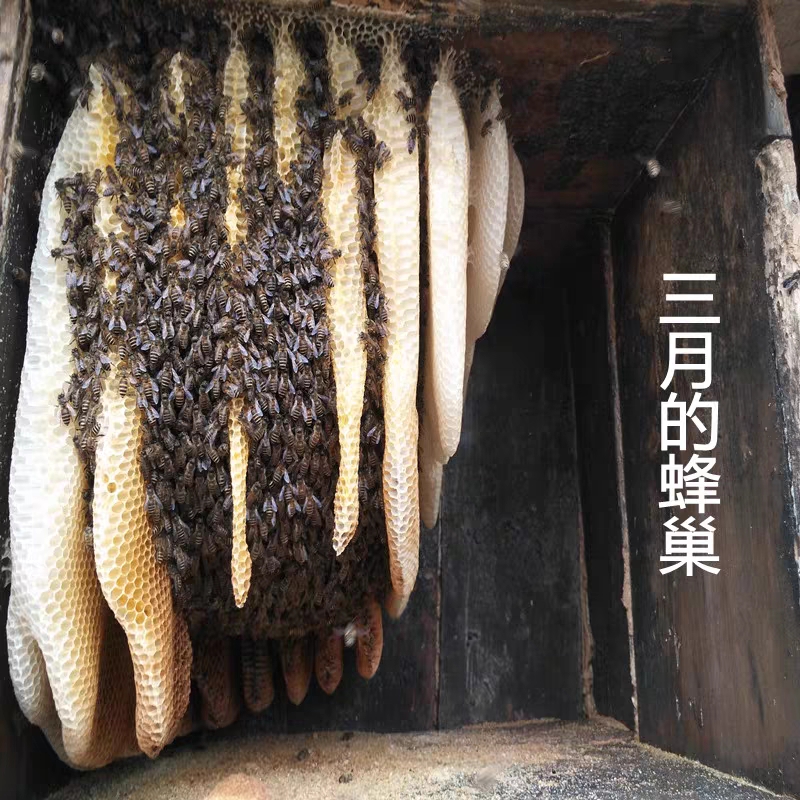  蜂蜜天然农家自产土蜂蜜天然原蜜土蜂蜜农家自产纯正