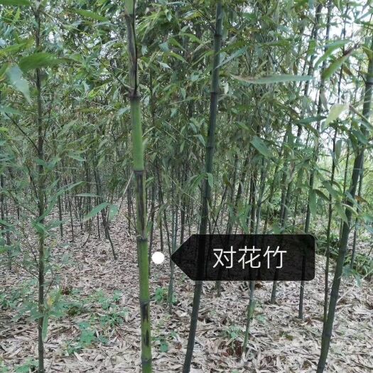 宜良县紫竹 货真价实，诚信合作