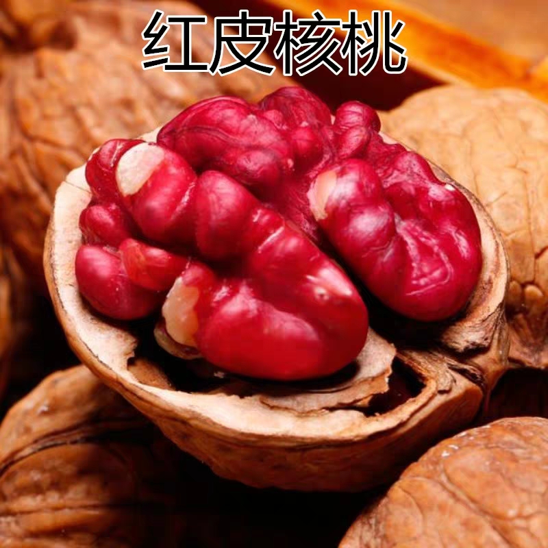 紅瓤核桃苗 當(dāng)年結(jié)果苗，口感好，品相好，奈儲(chǔ)存，包品種，包成活，基地直供