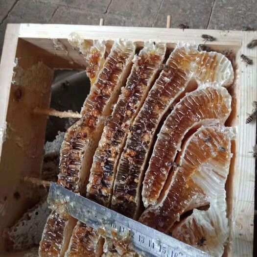 甘谷县 甘肃土蜂蜜，一年取一次