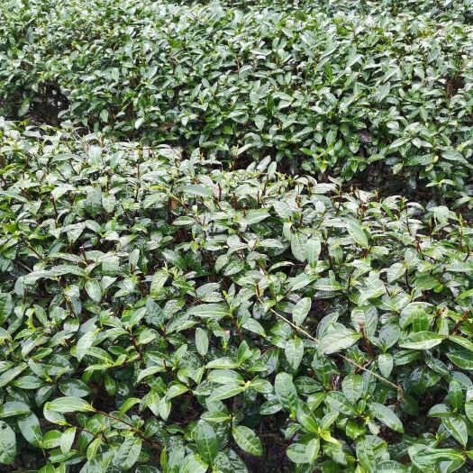南平工夫红茶 小种