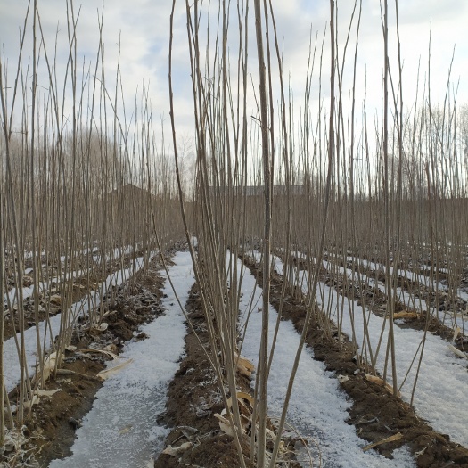 小城黑杨树苗 1年生，苗根，2年生，大量现货，自营，品种纯