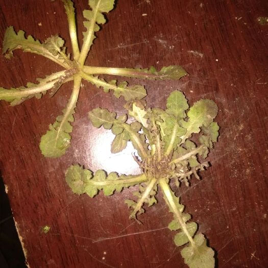 济南苦叶菜 春季苦菜
