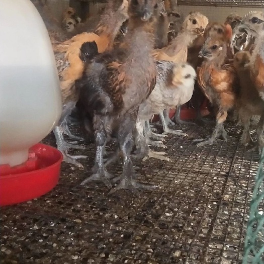 昆明土鸡苗 云南纯土鸡