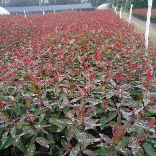灵山县 桉树苗