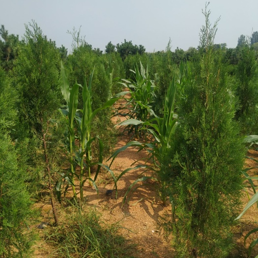 莒南县营养杯侧柏，大营养杯侧柏，侧柏土球苗。小袋侧柏。