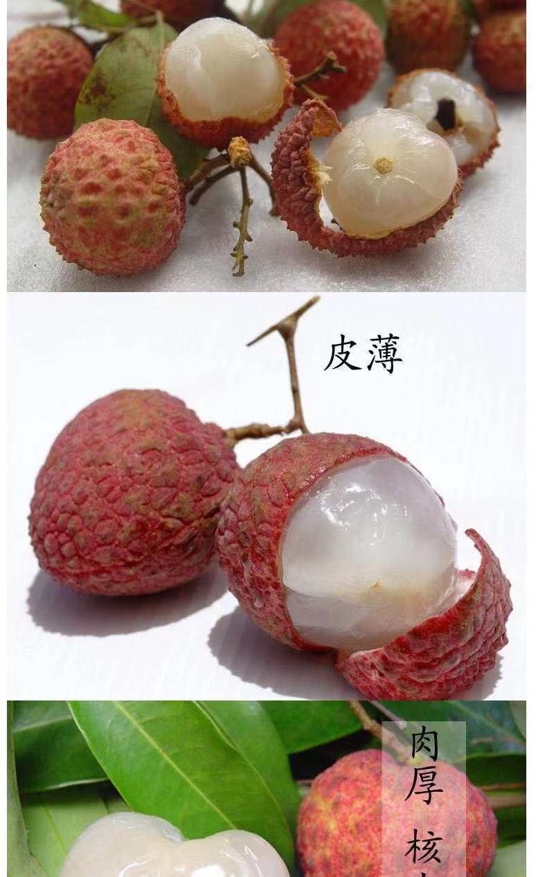 桂味荔枝苗 茘枝苗