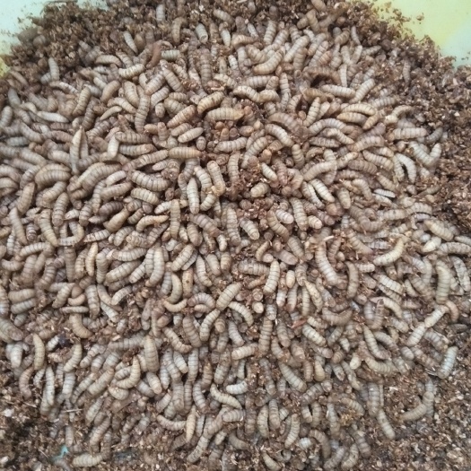 江油市黑水虻幼虫  鲜活蛋白饲料 试用于水产养殖，家禽养殖