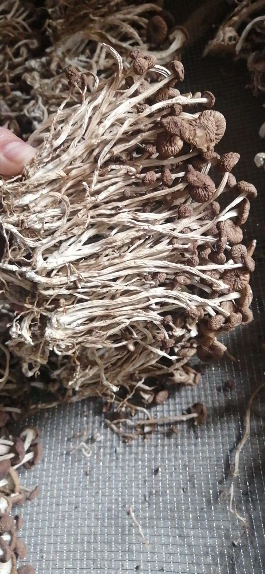 广昌县3号茶树菇  中条茶树菇，梗白鲜香，三号茶树菇