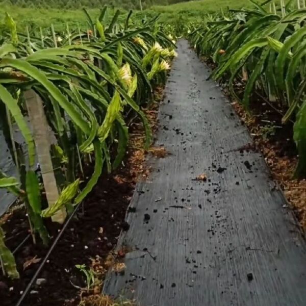 防草布  聚乙烯火龙果园茶田大棚园艺地布灭草布盖草布遮草布除