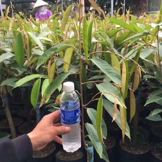 灵山县榴莲苗。