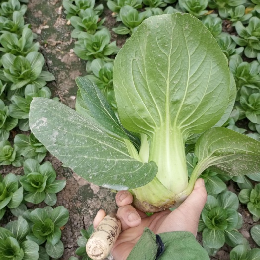 南通花冠小油菜