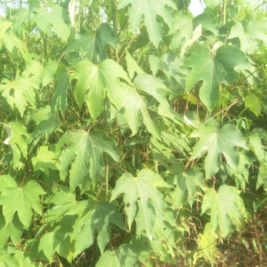 靖州县青桐  高产油桐苗 现挖现卖