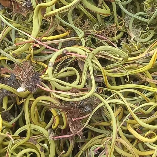 宁蒗县 化石草～肾精草  《草本纲目》名曰肾精汲取天地之