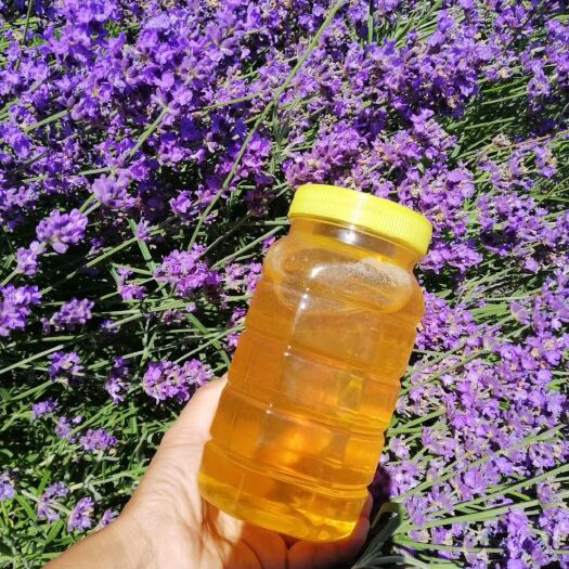 伊宁市薰衣草蜂蜜 来自新疆伊犁纯薰衣草蜜，纯绿色食品，天然土特，健康品味