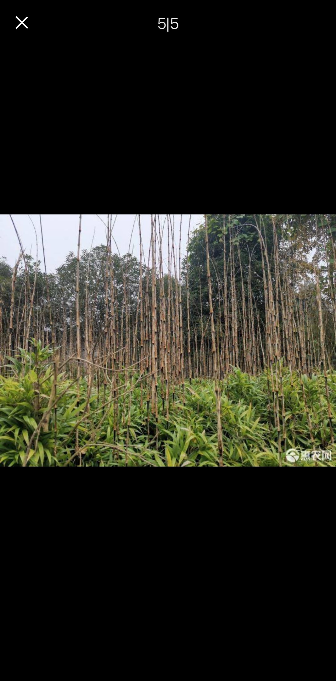 刺竹苗 大量刺竹上市