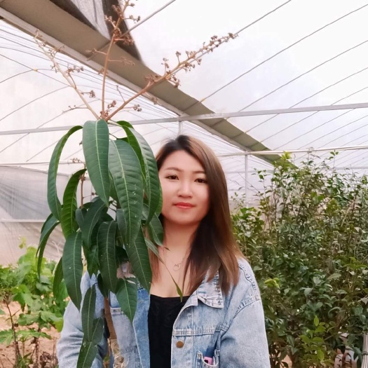 灵山县 芒果苗树嫁接鸡蛋芒桂七芒金煌芒红贵妃四季南方种植当年结果特