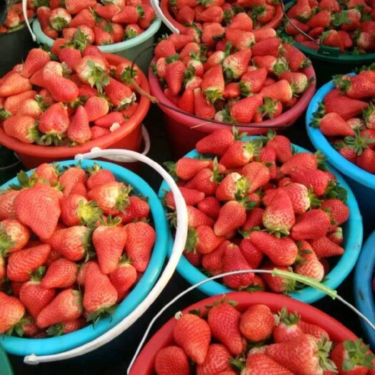 邳州市江苏新鲜草莓大量上市妙香草莓精品甜查理大量供应批发加工果