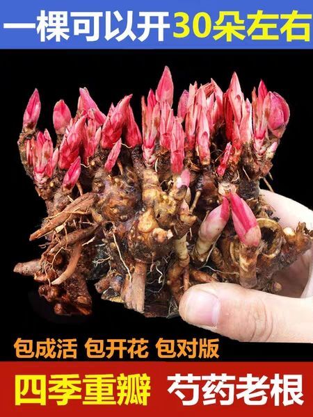 平邑县多花芍药 勺药花（红，粉，白，黄）盆栽地栽南北适种耐寒