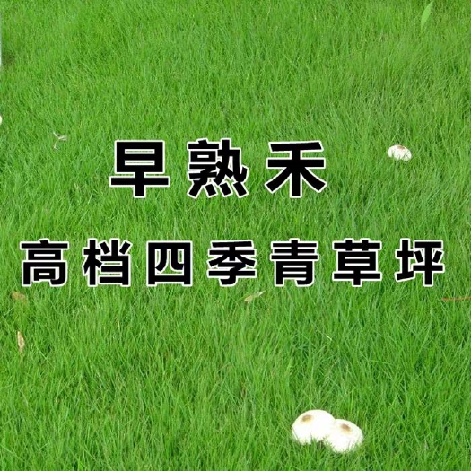 沭阳县早熟禾种子 早熟禾草坪种子 矮生四季青草籽 耐践踏庭院耐寒不修剪地毯