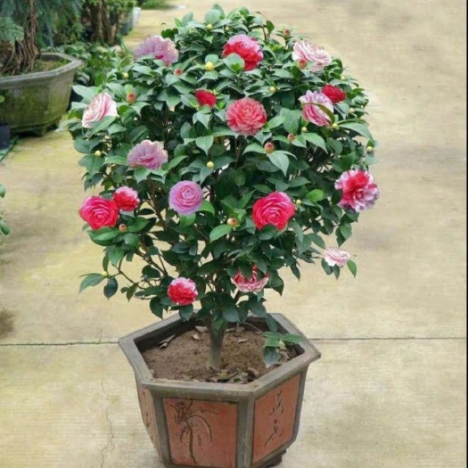 平邑县 茶花苗 四季香妃 五色赤丹 盆栽带花苞浓香型