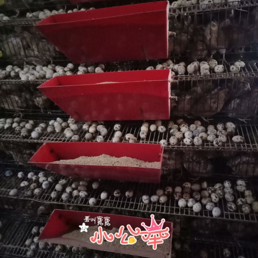 玉林白沙维种蛋 桂花雀蛋