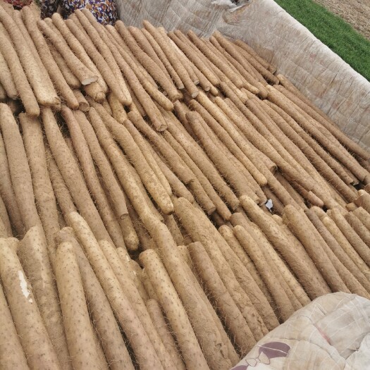临漳县 精品白玉山药大量现货可视频看货看货装车质量放心超市火锅店