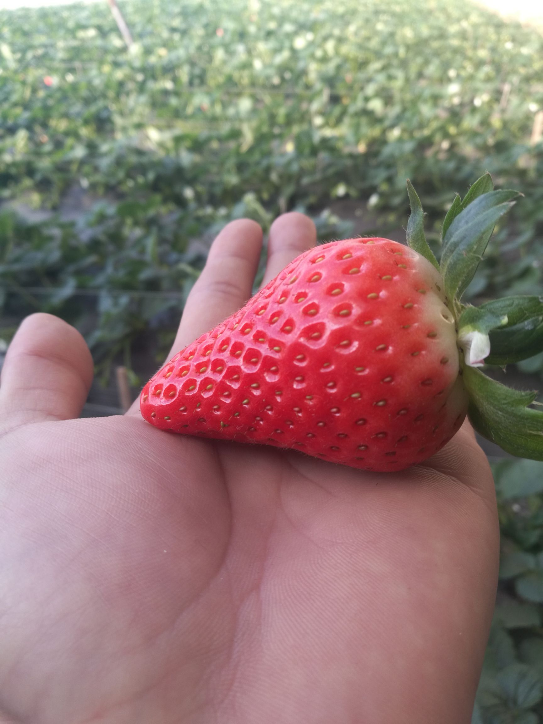 甜宝草莓图片真实图片
