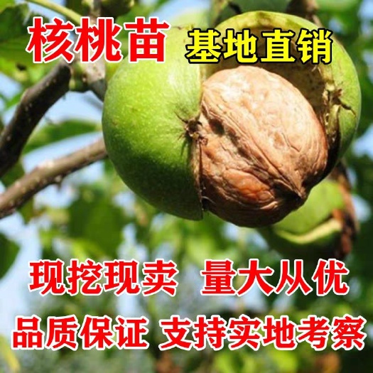 平邑县鲁光核桃苗 品种嫁接核桃树苗