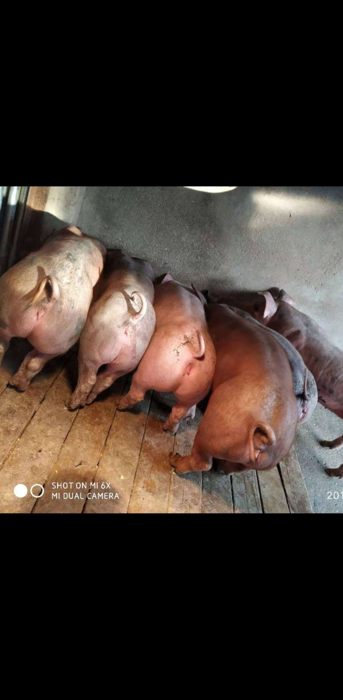 苏太猪苗 大型猪场原种苏太母猪 母猪 二元母猪 长白母猪