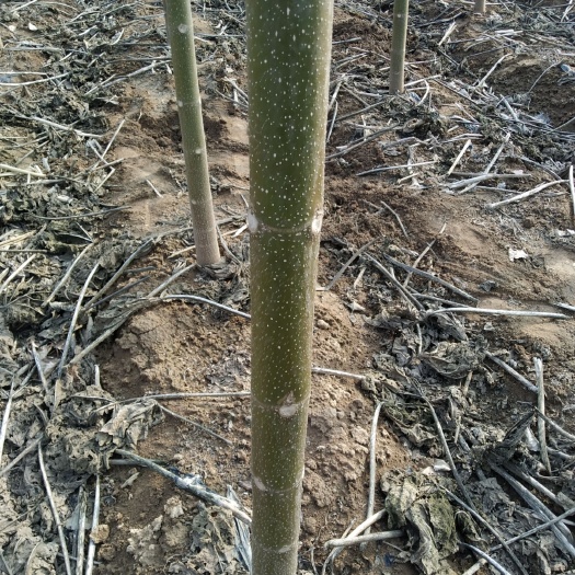 商丘 旱地梧桐杂交梧青桐树苗现在农历12-3月这个时间出售数量有限