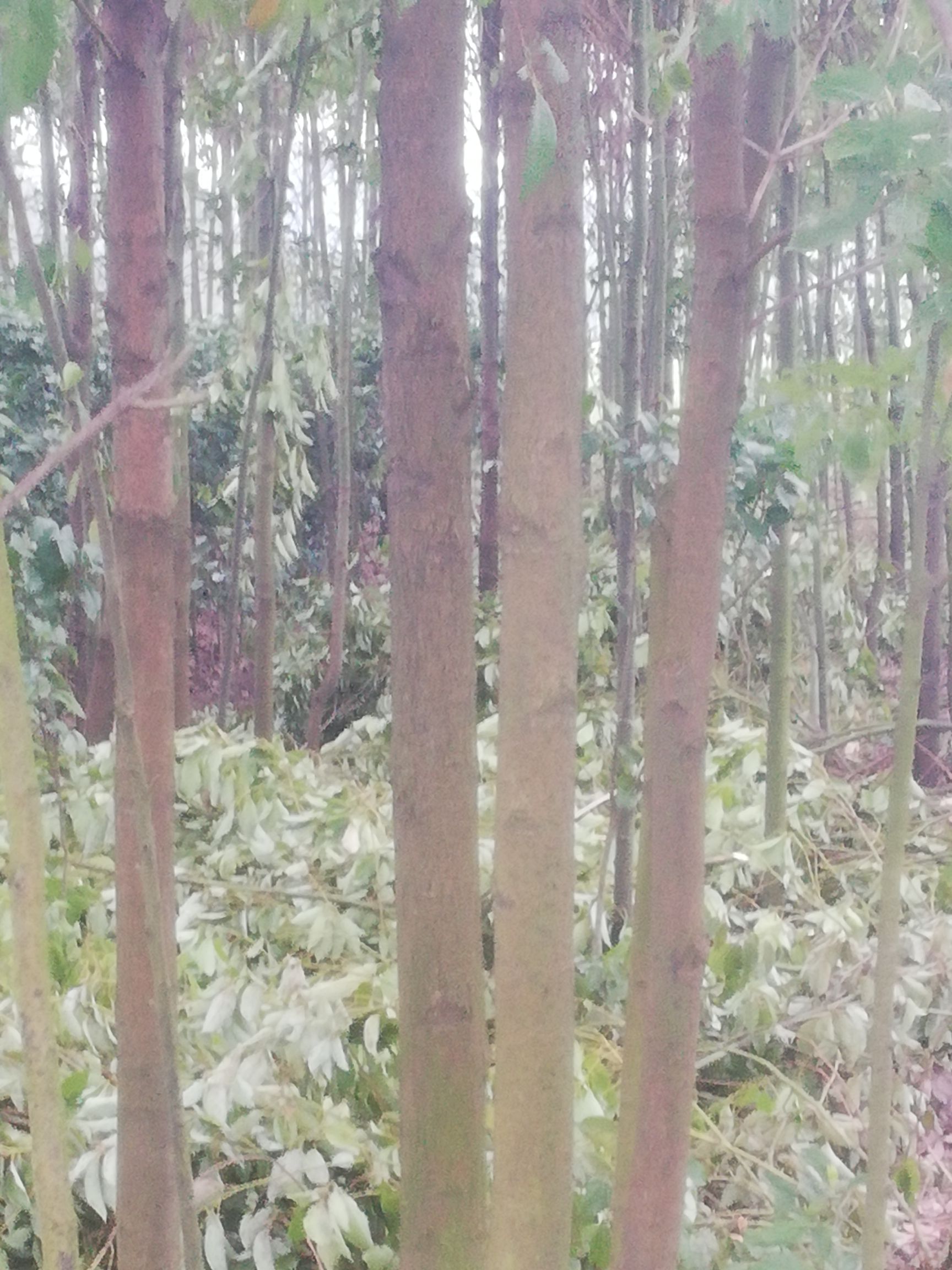  大量供应各种规格茶花树