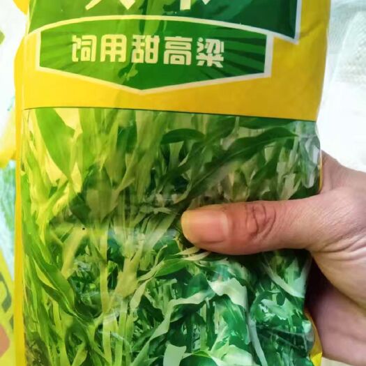梁山縣甜高粱種子 青儲(chǔ)牧草，甜高粱養(yǎng)殖專用推薦。