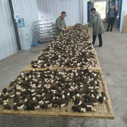 石首市羊肚菌 干货