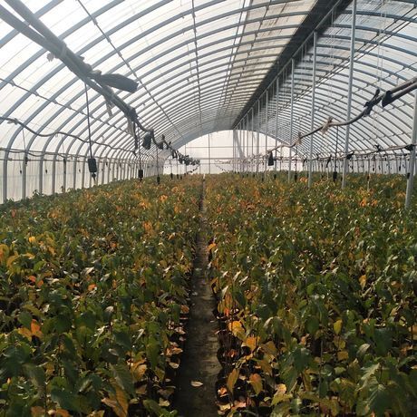灵山县甜樱桃苗 脱毒樱桃树美早樱桃树营养钵可移植夏季樱桃树泰安肥城研究基地