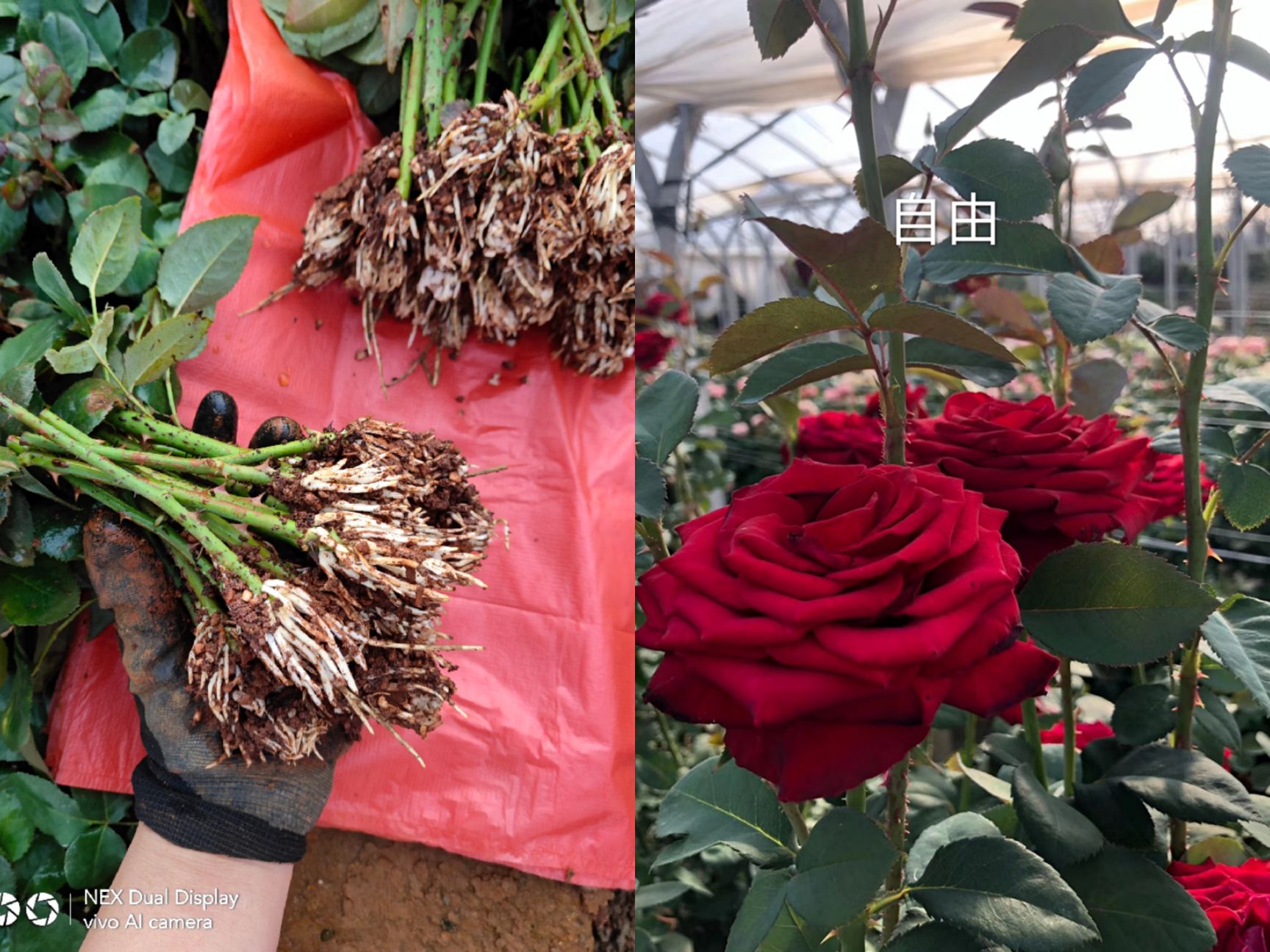 苗，玫瑰苗，各种月季花苗