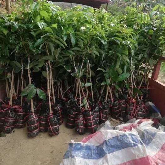 灵山县荔枝实生苗 嫁接荔枝树苗
