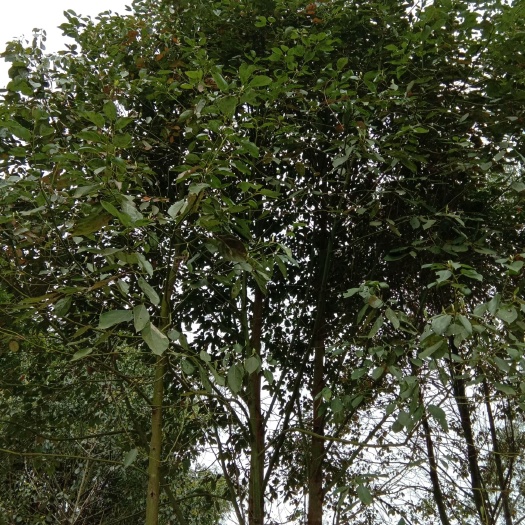 成都 大叶香樟