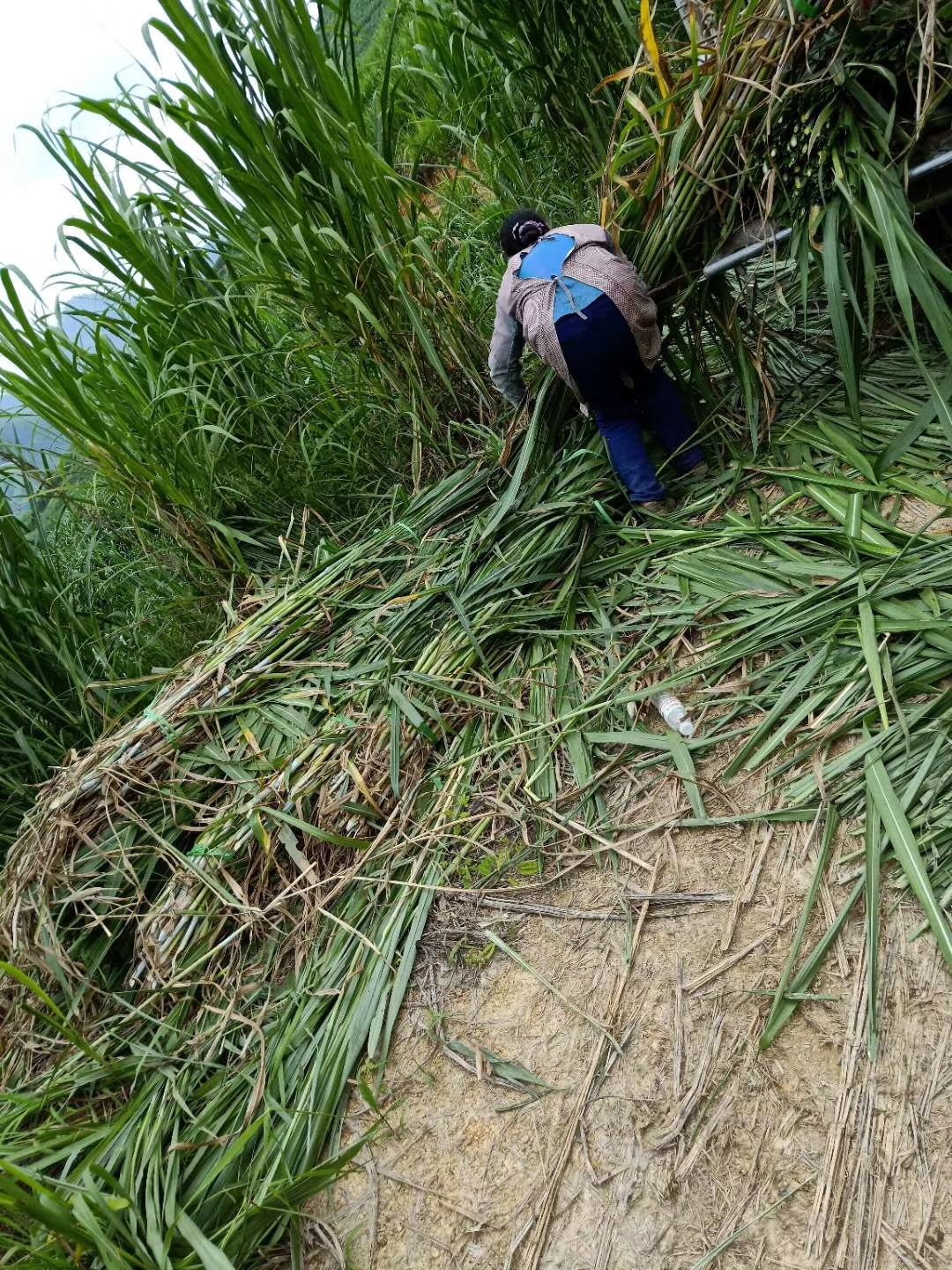 开阳县皇竹草种子 甜象草，高达四米，产量高，南方可多年生长。